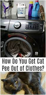 Remove as much urine as possible. How Do You Get Cat Pee Out Of Clothes Cat Pee Cat Urine Remover Cat Urine Smells