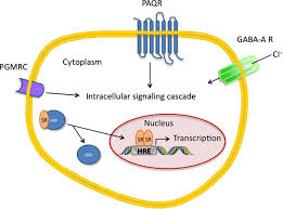 Image result for Pregnane Progestin