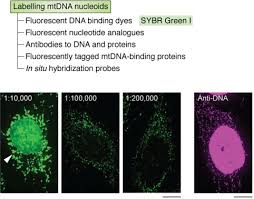 The number of mitochondria in a cell varies widely by organism and tissue type. Visualizing Quantifying And Manipulating Mitochondrial Dna In Vivo Journal Of Biological Chemistry