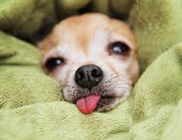A warm worm walks to work. Dog Chihuahua Tongue Puppy Warm Cozy Blanket Nose Cute By L A Shaff Photo Stock Snapwire