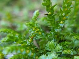Image result for Selaginella chevalieri