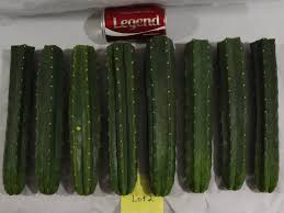 My bf's mom has one exactly like that and it broke in half. Buy San Pedro Cactus Cuttings Trichocereus Pachanoi Big Echinopsis Cacti Lot 2b San Pedro Cactus Sale
