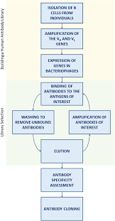 Recent Advances In The Field Of Anti Cancer Immunotherapy