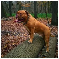Its heads is fairly large compared to most other breeds of dogs. Old English Bulldog Rassebeschreibung Vom Wesen