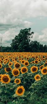 Maybe you would like to learn more about one of these? Wallpaper Aesthetic Sunflower Field Sunflowers Aesthetics Cloud Flower Background Download Free Image