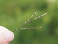 Image result for Digitaria abyssinica