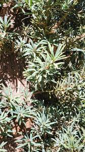 Image result for Afrocarpus usambarensis