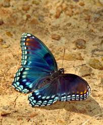 Red Spotted Purple Limenitis Arthemis Astyanax Most Beautiful Butterfly Beautiful Butterfly Photography Butterfly