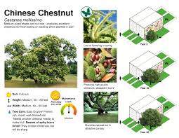 Another common use of these trees is to act as a barrier to potential animals, such as deer, or even trespassers, as they have sharp, prickly leaves. Buying A Tree Here Are Our Favorites Treephilly
