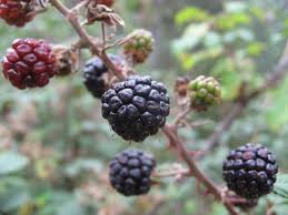 Image result for Rubus adolfi-friederici