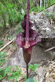 Image result for Amorphophallus goetzei