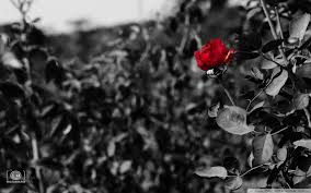 Download Red Rose Ultrahd Wallpaper Wallpapers Printed The most common red roses wallpaper material is paper. download red rose ultrahd wallpaper