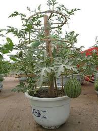 A Good Way To Plant Watermelons How To Grow Watermelon Container Gardening Plants