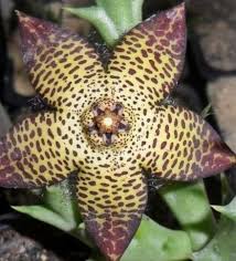 Image result for Orbea maculata
