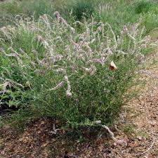 Image result for Stomatostemma monteiroae