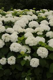 Maybe you would like to learn more about one of these? Hydrangea Incrediball A Garden Center Duluth Minnesota Plants Trees Shrubs Flowers Annuals Perennials