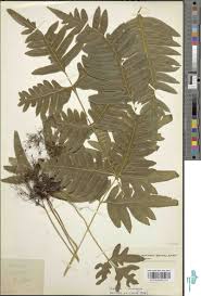 Image result for Cyclosorus striatus