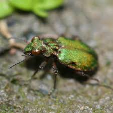 Image result for Lepidagathis eriocephala
