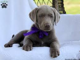 To view current puppies for sale, click on the puppies for sale tab! Silver Labrador Retriever Puppies For Sale In Pa The Y Guide