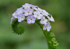 Image result for Heliotropium indicum