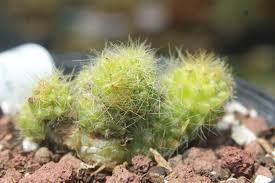 Image result for Hypertelis cerviana