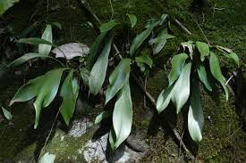 Image result for Antrophyum mannianum