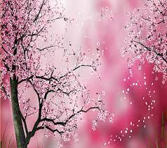 Flor de cerezo, Fondo de pantalla HD | Peakpx