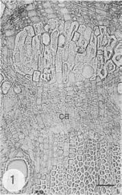 Image result for Strephonema