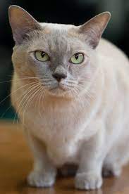 Burmese Cat Breed Profile Metaphorical Platypus