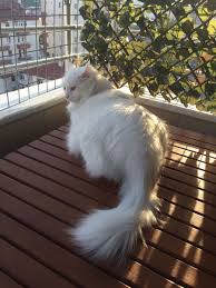 Apartmanda Kedi Besleyenler Icin Balkon Kafes Teli Muhammet Goktas