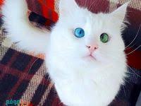 أجمل صور قطط مضحكة 2019 قطط حزينة روعة 4 Funny Animals Animals Funny Cat Faces