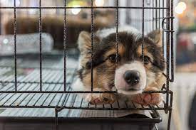 Our pet adoption tool is easy to use and will help you locate cats and dogs for adoption from pet adoption centers in your area. Appleton Targets Puppy Mills Bans Sale Of Dogs Cats At Pet Stores