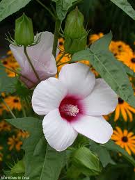 Image result for Hibiscus ludwigii