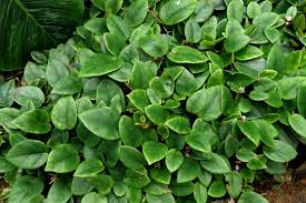 Image result for Begonia elaeagnifolia