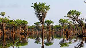 Der weitaus größte teil des waldes befindet sich in brasilien. Grune Lunge Amazonas Regenwald In Brasilien Aventura Do Brasil