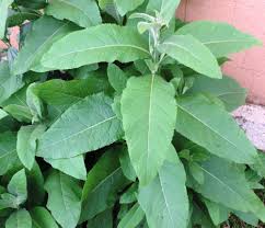 Image result for Laggera