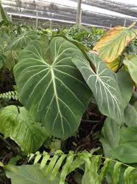 50pcs Philodendron Gloriosum Seeds Bonsai High Germination Diy Garen Perennial Blooming Plant In 2020 Philodendron Plant Plants Philodendron