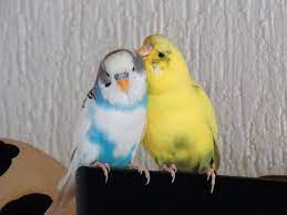 Wellensittich Bild Der Geniesser Wellensittich Portal Welli Net Vogel Als Haustiere Wellensittich Susseste Haustiere