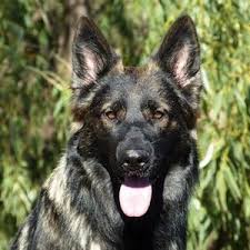 El Pastor Aleman Las Caracteristicas De Un Perro De Trabajo Pastoraleman10 Com