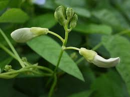 Image result for Psophocarpus grandiflorus