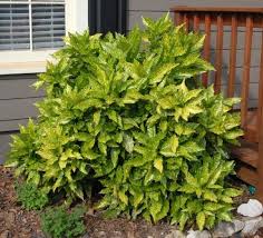 Image result for Aucuba