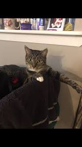 Whether or not you are able to foster a cat or a dog, we need your help! Temporary Cat Fostering Cat Temps Home Facebook