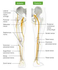 This bone is very thick and strong (due to the high proportion of bone tissue), and forms a ball and socket joint at the hip. Thigh Concise Medical Knowledge