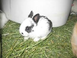See reviews, photos, directions, phone numbers and more for rabbits for sale petsmart locations in vineland, nj. Adopt A Pet Petsmart Charities