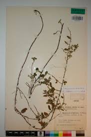 Image result for Hermannia eenii