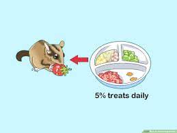 How To Feed A Sugar Glider 15 Steps With Pictures Wikihow