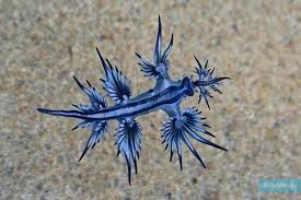 Image result for Bolboschoenus glaucus