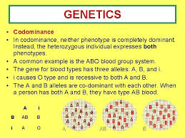 The first variant is termed dominant and the second recessive. Codomiance In Genetics Refers To Ppt Codominance And Incomplete Dominance Powerpoint Presentation Free Download Id 1967239 Which One Of The Genotypes Shown Above Results In A Phenotype That Were The