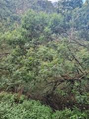 Image result for Hymenodictyon austro-africanum