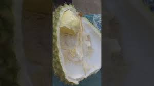 Silahkan klik button download di bawah. Durian Montong Kane Bali Jatuh Dari Pohonnya Langsung Tanpa Disekeb Youtube
